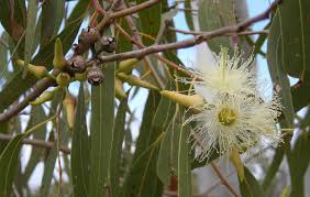 Eucalyptus.jpg - 10.76 kB